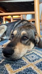 Lost Male Dog last seen In the fields on bethel burley across from swofford lane, Port Orchard, WA 98367