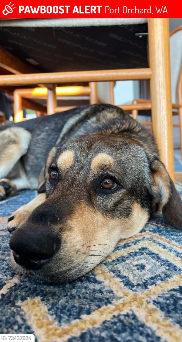 Lost Male Dog last seen In the fields on bethel burley across from swofford lane, Port Orchard, WA 98367