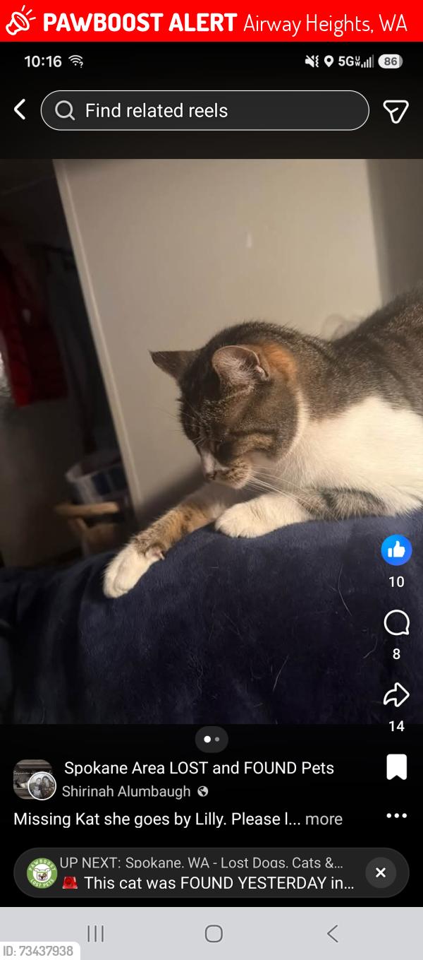 Lost Female Cat last seen 18th and lawson, Airway Heights, WA 99001