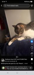 Lost Female Cat last seen 18th and lawson, Airway Heights, WA 99001