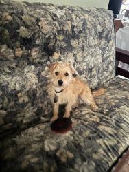 Reunited Male Dog last seen Near Yvonne Way, Sacramento, CA 95823, USA, Sacramento, CA 95823