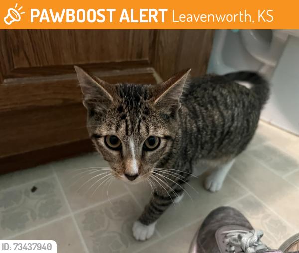 Found/Stray Unknown Cat last seen Woodmoor Ct., mobile home park, Leavenworth, KS 66048