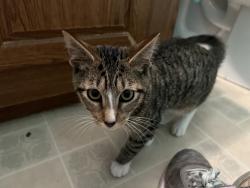 Found/Stray Unknown Cat last seen Woodmoor Ct., mobile home park, Leavenworth, KS 66048