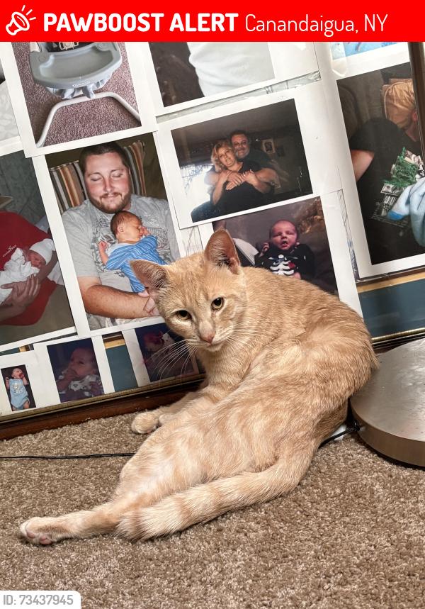 Lost Male Cat last seen near jefferson park, Canandaigua, NY 14424