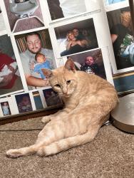 Lost Male Cat last seen near jefferson park, Canandaigua, NY 14424