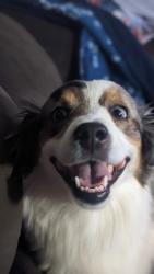 Lost Female Dog last seen 203rd and 32nd, SeaTac, WA 98198