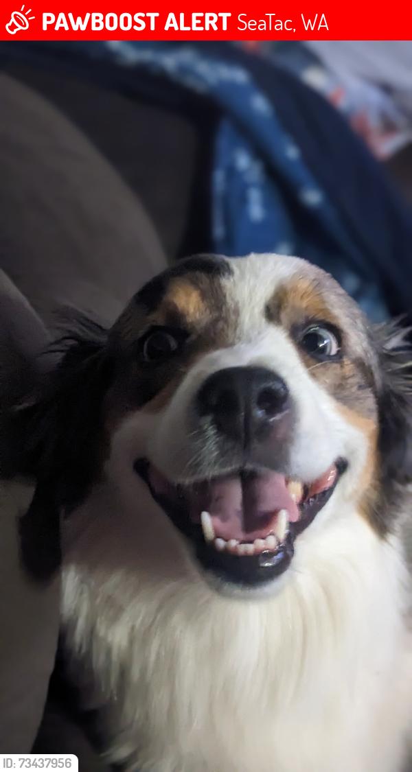 Lost Female Dog last seen 203rd and 32nd, SeaTac, WA 98198
