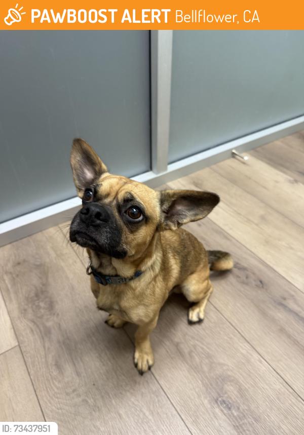Found/Stray Male Dog last seen Cornuta Ave and Alondra blvd, Bellflower, CA 90706