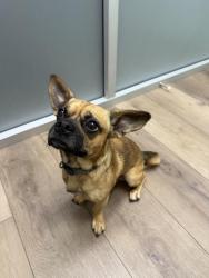Found/Stray Male Dog last seen Cornuta Ave and Alondra blvd, Bellflower, CA 90706