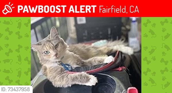 Lost Female Cat last seen East tabor ave, Fairfield, CA 94533