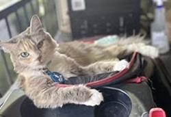 Lost Female Cat last seen East tabor ave, Fairfield, CA 94533