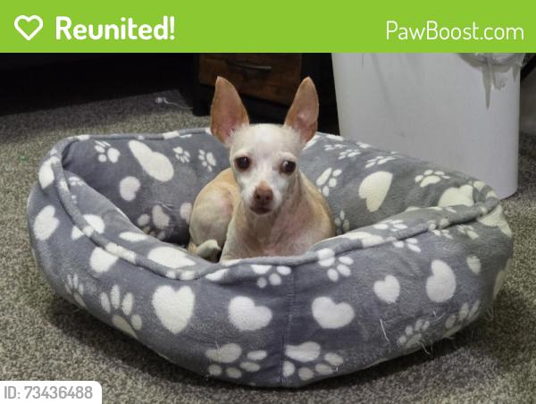 Reunited Female Dog last seen East Diffraction and South Astral Heights, Mesa, AZ 85212