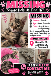 Lost Female Cat last seen Jackson st, Paramount, CA 90723