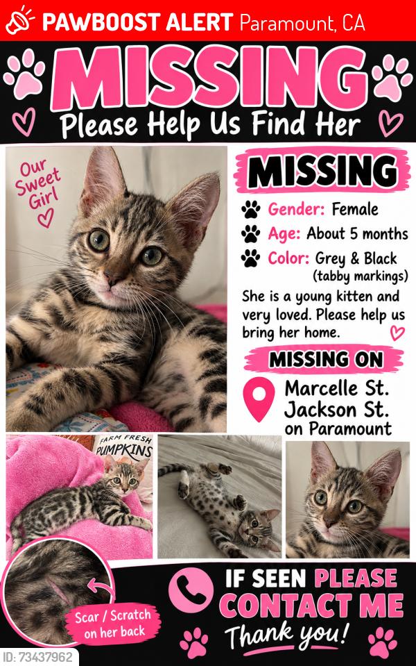 Lost Female Cat last seen Jackson st, Paramount, CA 90723