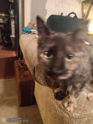 Found/Stray Female Cat last seen Red mountain Rd, Dallas, GA 30157