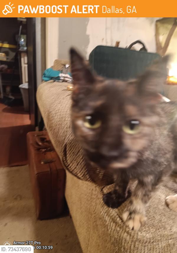 Found/Stray Female Cat last seen Red mountain Rd, Dallas, GA 30157