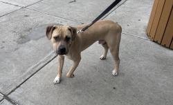Shelter Stray Male Dog last seen Oval Park, BRONX, NY, 10467, 326 E 110th St, New York, NY 10029, USA
