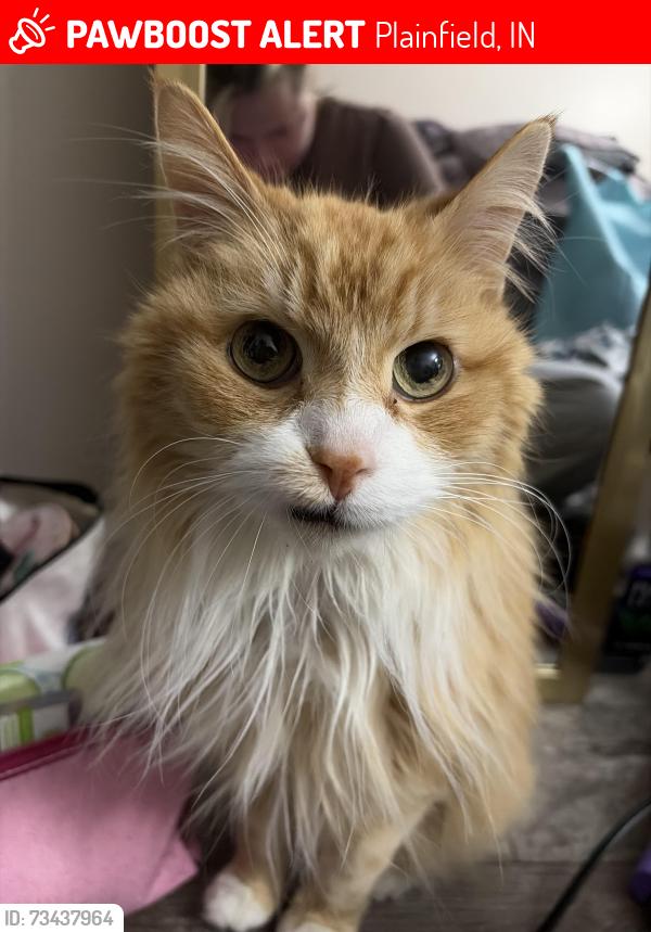 Lost Male Cat last seen Gadsen drive Plainfield IN, Plainfield, IN 46168