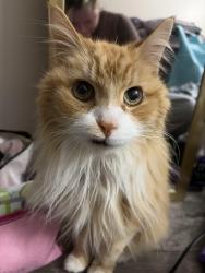 Lost Male Cat last seen Gadsen drive Plainfield IN, Plainfield, IN 46168