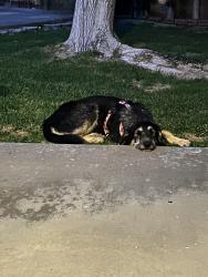 Found/Stray Male Dog last seen Mojave High School, Mojave, CA 93501
