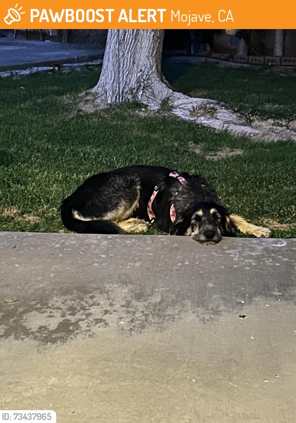 Found/Stray Male Dog last seen Mojave High School, Mojave, CA 93501