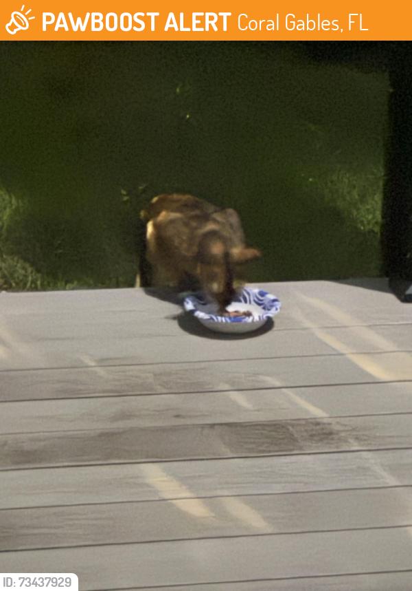Found/Stray Unknown Cat last seen Near Malaga ave, Coral Gables, FL 33134