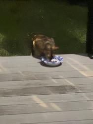 Found/Stray Unknown Cat last seen Near Malaga ave, Coral Gables, FL 33134