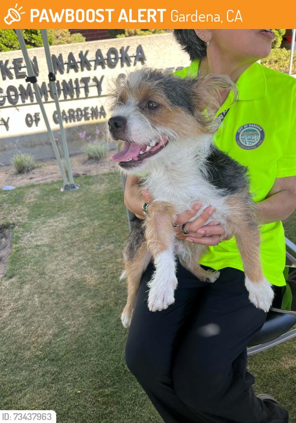 Found/Stray Male Dog last seen Currently at ASPCA LA in Hawthorne, Gardena, CA 90247