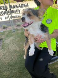 Found/Stray Male Dog last seen Currently at ASPCA LA in Hawthorne, Gardena, CA 90247