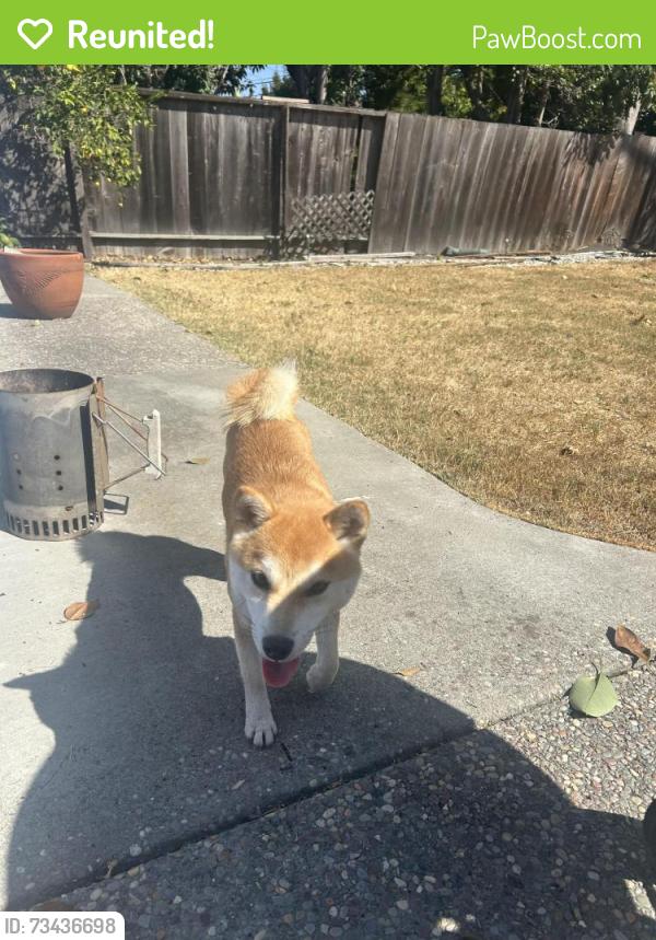 Reunited Female Dog last seen Sandia and Candlewood Ct, Sunnyvale, CA 94089
