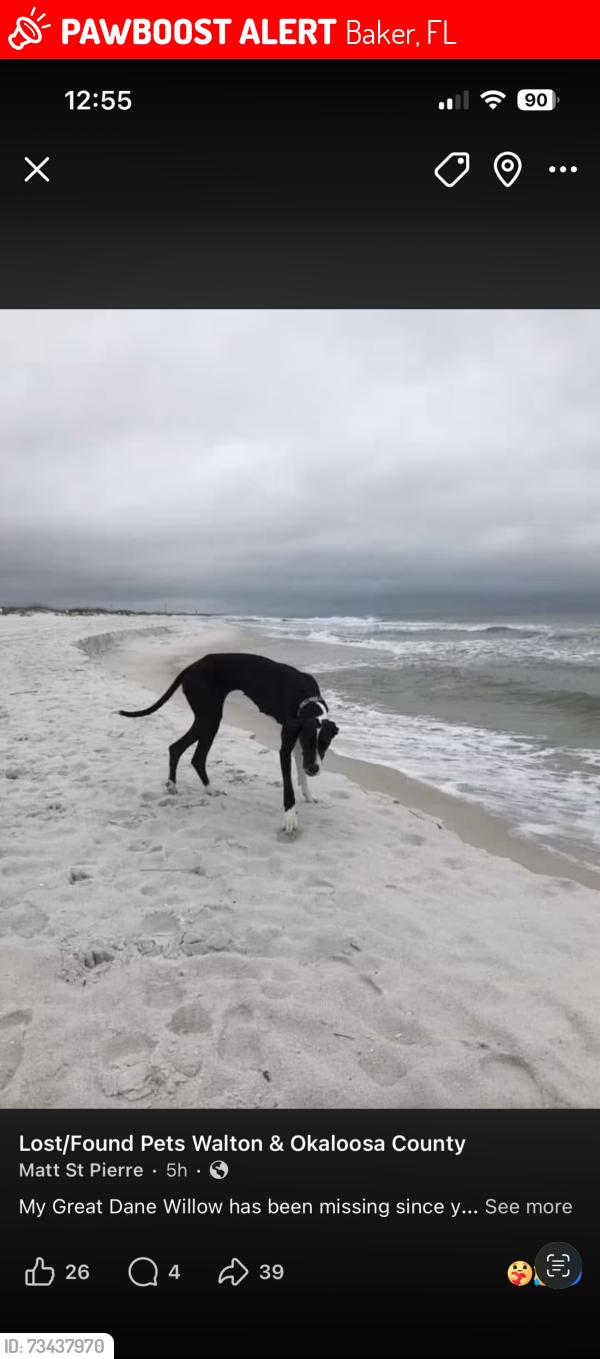 Lost Female Dog last seen Near Old river rd, baker fl, Baker, FL 32531