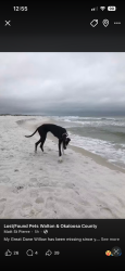 Lost Female Dog last seen Near Old river rd, baker fl, Baker, FL 32531