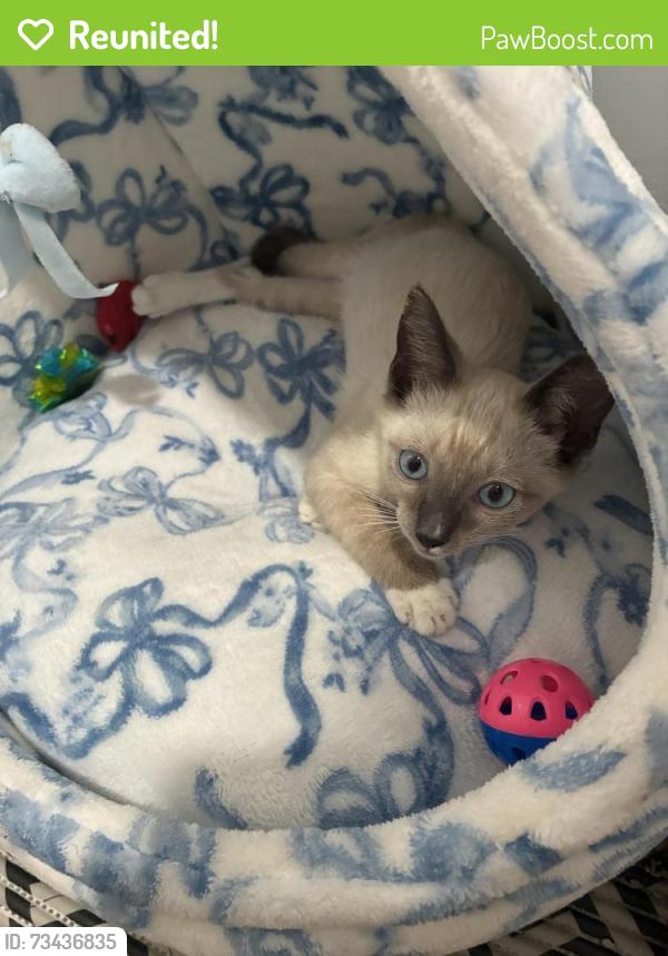 Reunited Male Cat last seen By the 3805 hse, Los Angeles, CA 90008