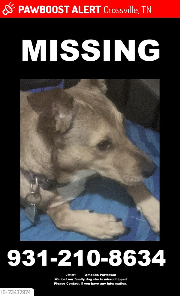 Lost Female Dog last seen Turner Lake Drive crossville tn 38571, Crossville, TN 38555