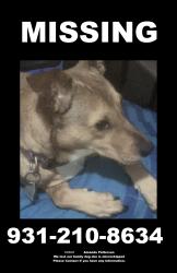 Lost Female Dog last seen Turner Lake Drive crossville tn 38571, Crossville, TN 38555