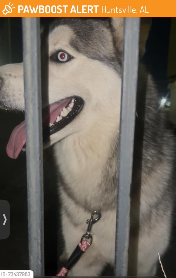 Found/Stray Male Dog last seen Drake Ave near City Diner, Huntsville, AL 35801