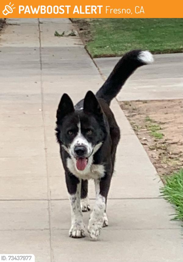 Found/Stray Male Dog last seen Dakota, Marks, Ashlan and Hughes, Fresno, CA 93705