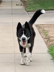 Found/Stray Male Dog last seen Dakota, Marks, Ashlan and Hughes, Fresno, CA 93705
