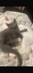 Lost Male Cat last seen Modesto, orangeburg, Sonoma avenue, Modesto, CA 95355