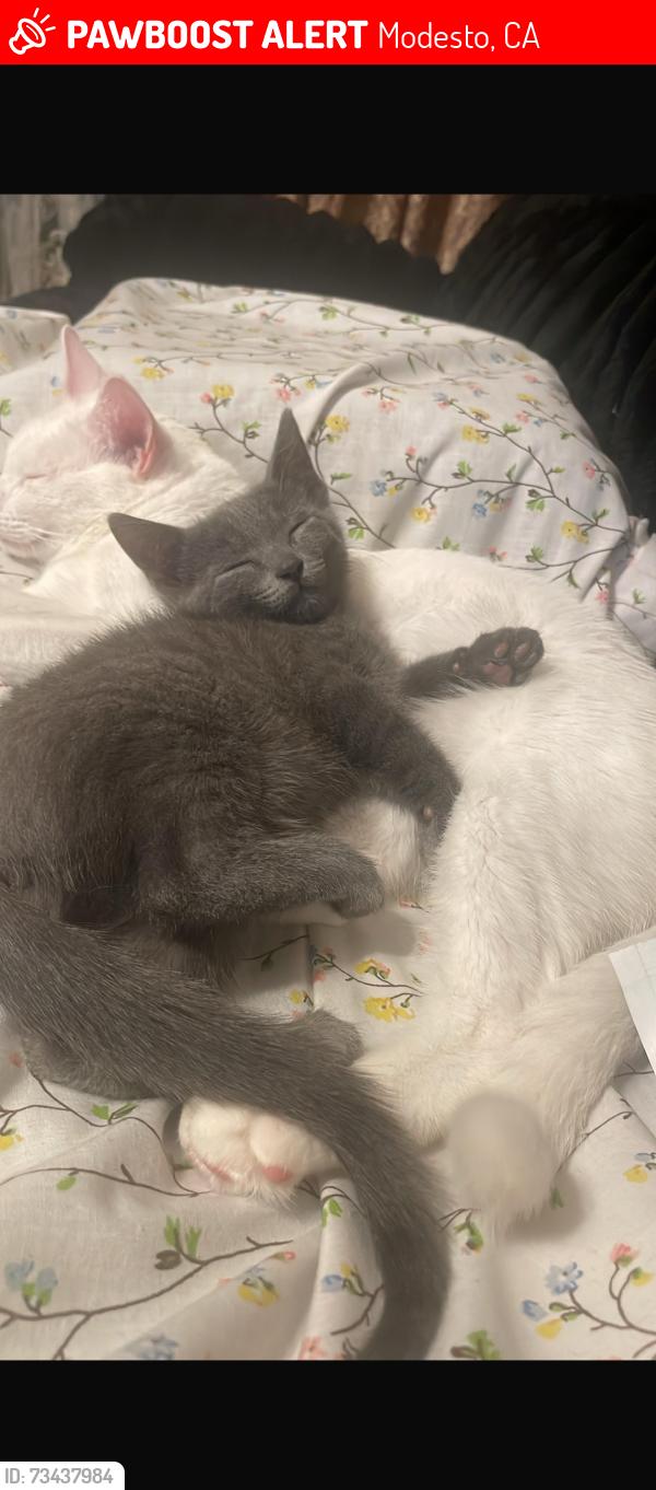 Lost Male Cat last seen Modesto, orangeburg, Sonoma avenue, Modesto, CA 95355