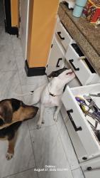 Lost Female Dog last seen Lorain, Jacksonville, FL 32208
