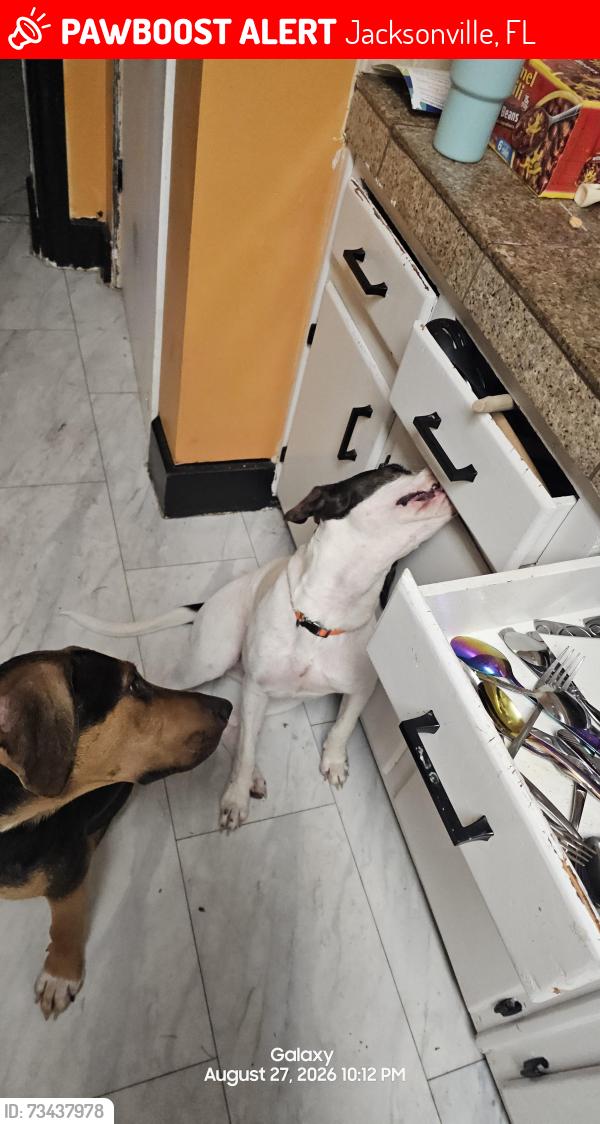 Lost Female Dog last seen Lorain, Jacksonville, FL 32208