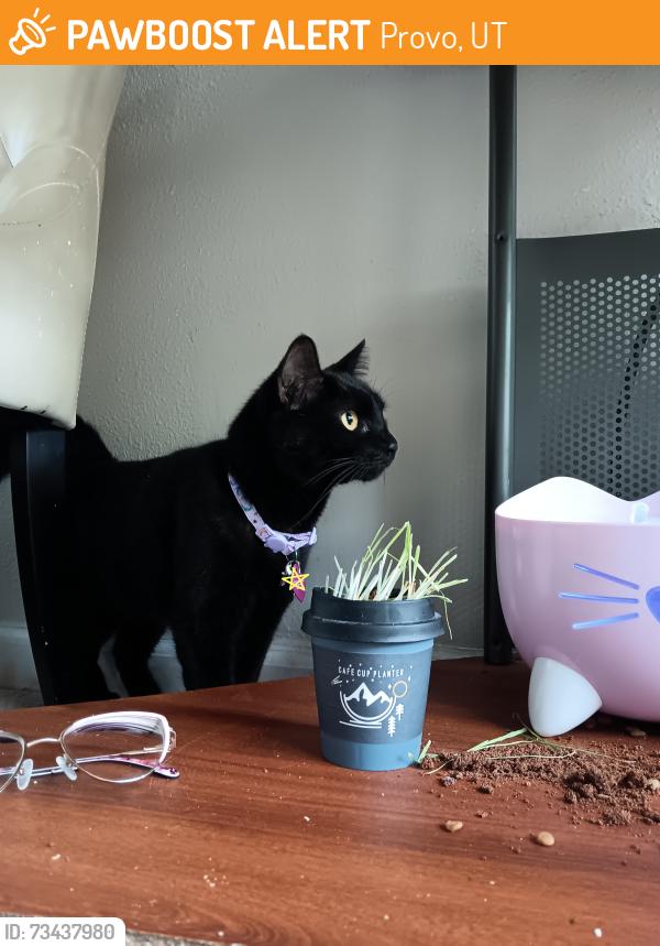 Found/Stray Female Cat last seen Near S 650 W, Provo, UT 84602