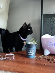 Found/Stray Female Cat last seen Near S 650 W, Provo, UT 84602