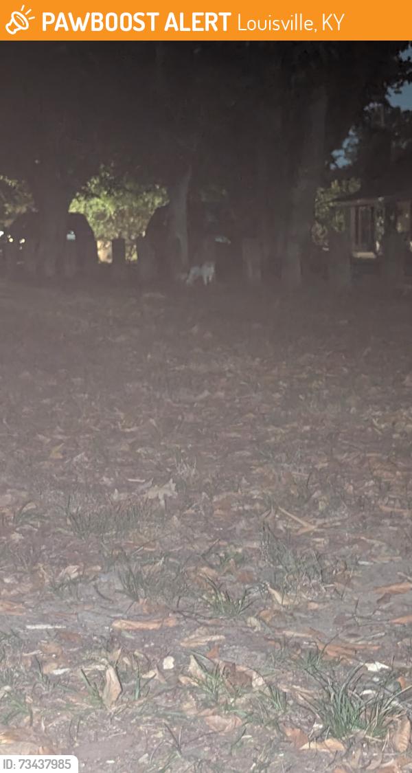 Found/Stray Unknown Dog last seen Thruston Drive and Dixie near the tennis courts, Louisville, KY 40217