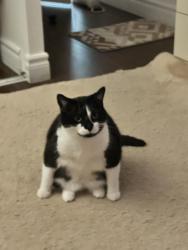 Lost Female Cat last seen Near partridge lane scarborough, Toronto, ON M1T 3C6