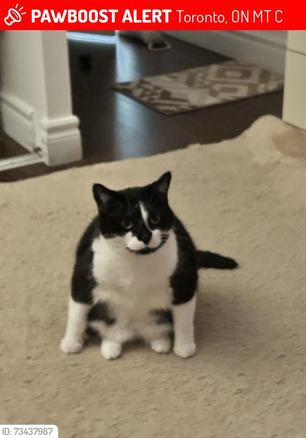 Lost Female Cat last seen Near partridge lane scarborough, Toronto, ON M1T 3C6