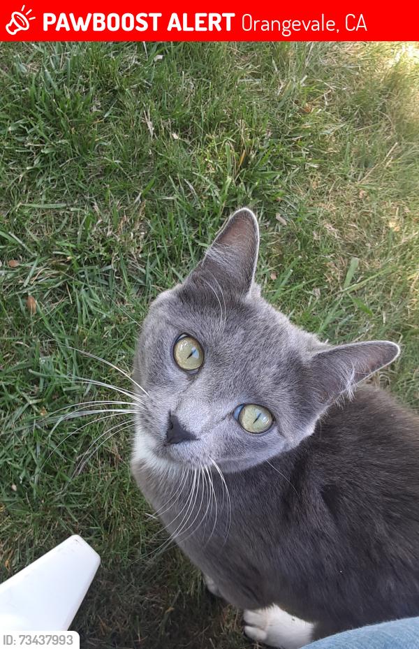 Lost Female Cat last seen Pecan &Terramore, Orangevale, CA 95662