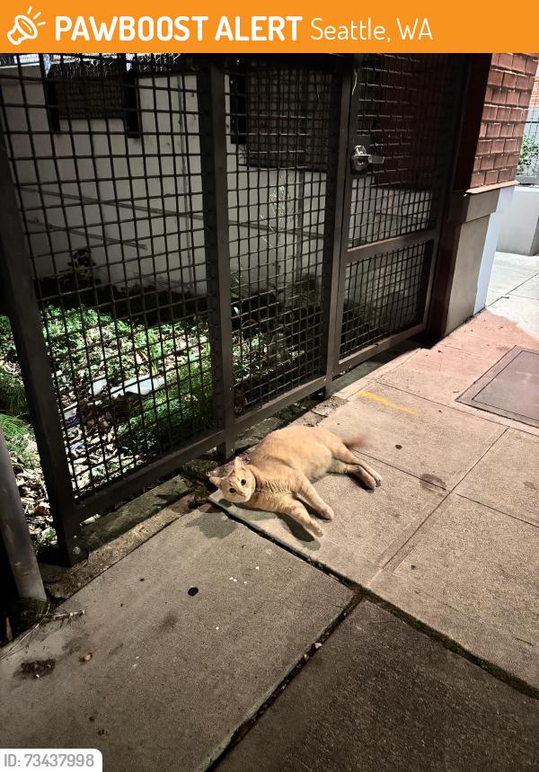 Found/Stray Unknown Cat last seen Vox apmts, Goldie apmts, Seattle, WA 98122