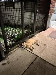 Found/Stray Unknown Cat last seen Vox apmts, Goldie apmts, Seattle, WA 98122